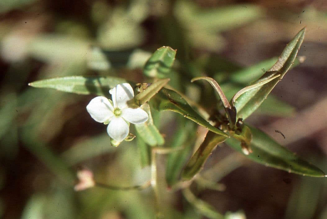 Veronica scudata 9