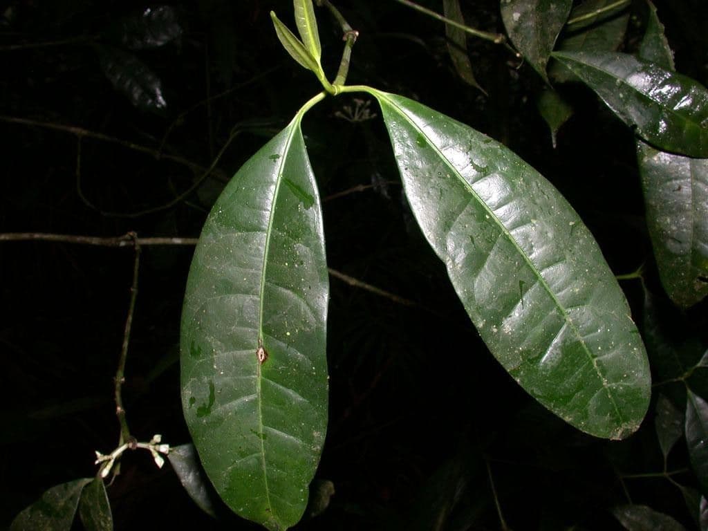 Faramea 9