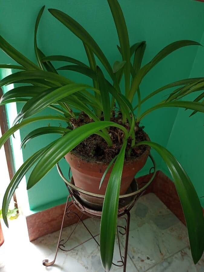 Cymbidium 13