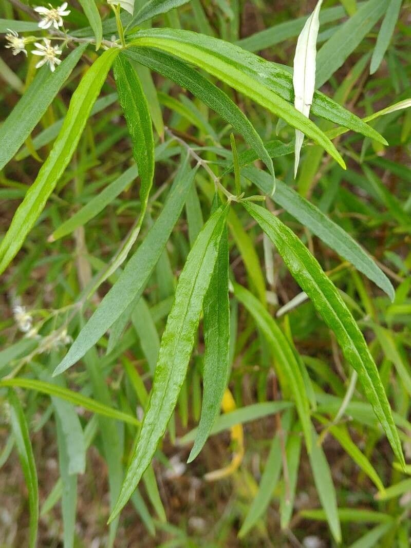 Olearia viscidula 4