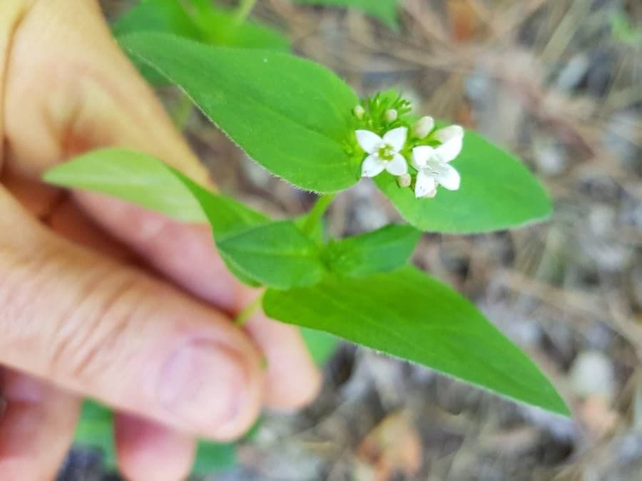 Houstonia purpurea 3