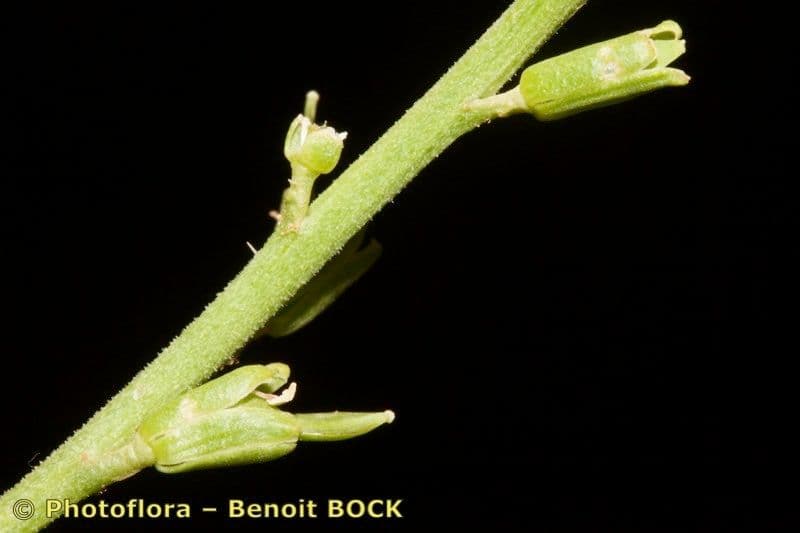 Falsa ginestra 17