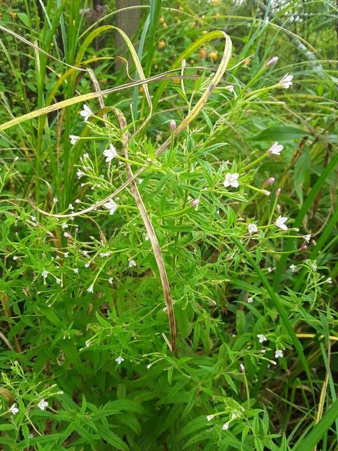 Scharlach-Weidenröschen 5