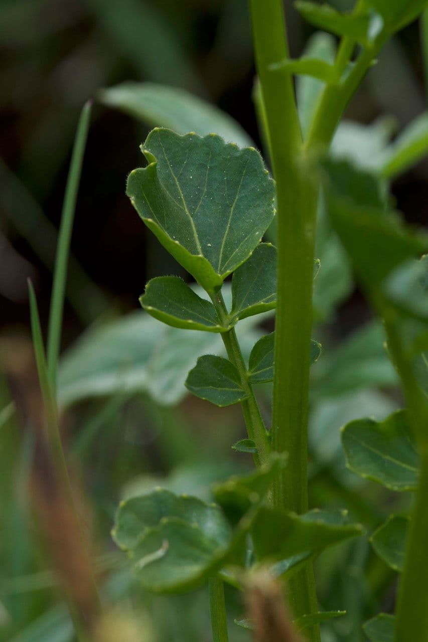 Cardamine raphanifolia 22