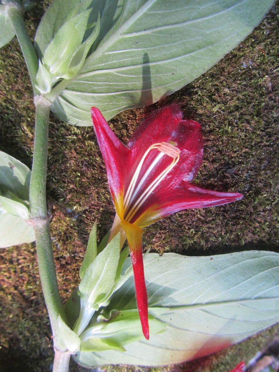 Columnea nicaraguense 5