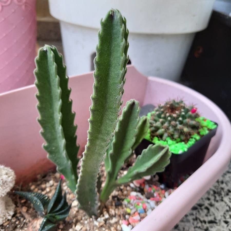 Stapelia gigantea 26