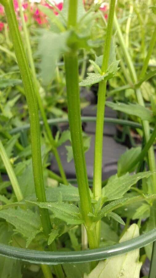 Nemesia 17