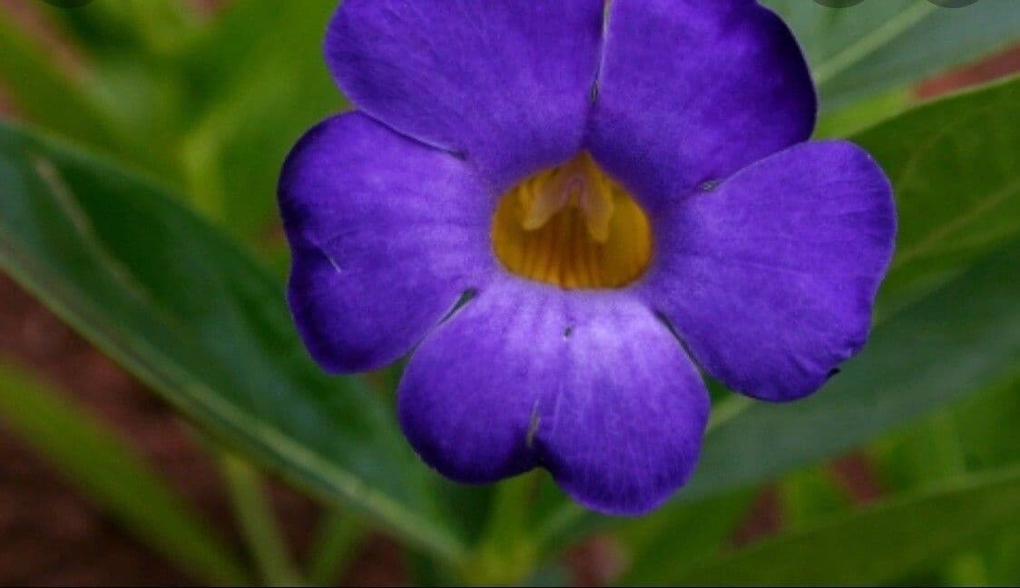Thunbergia