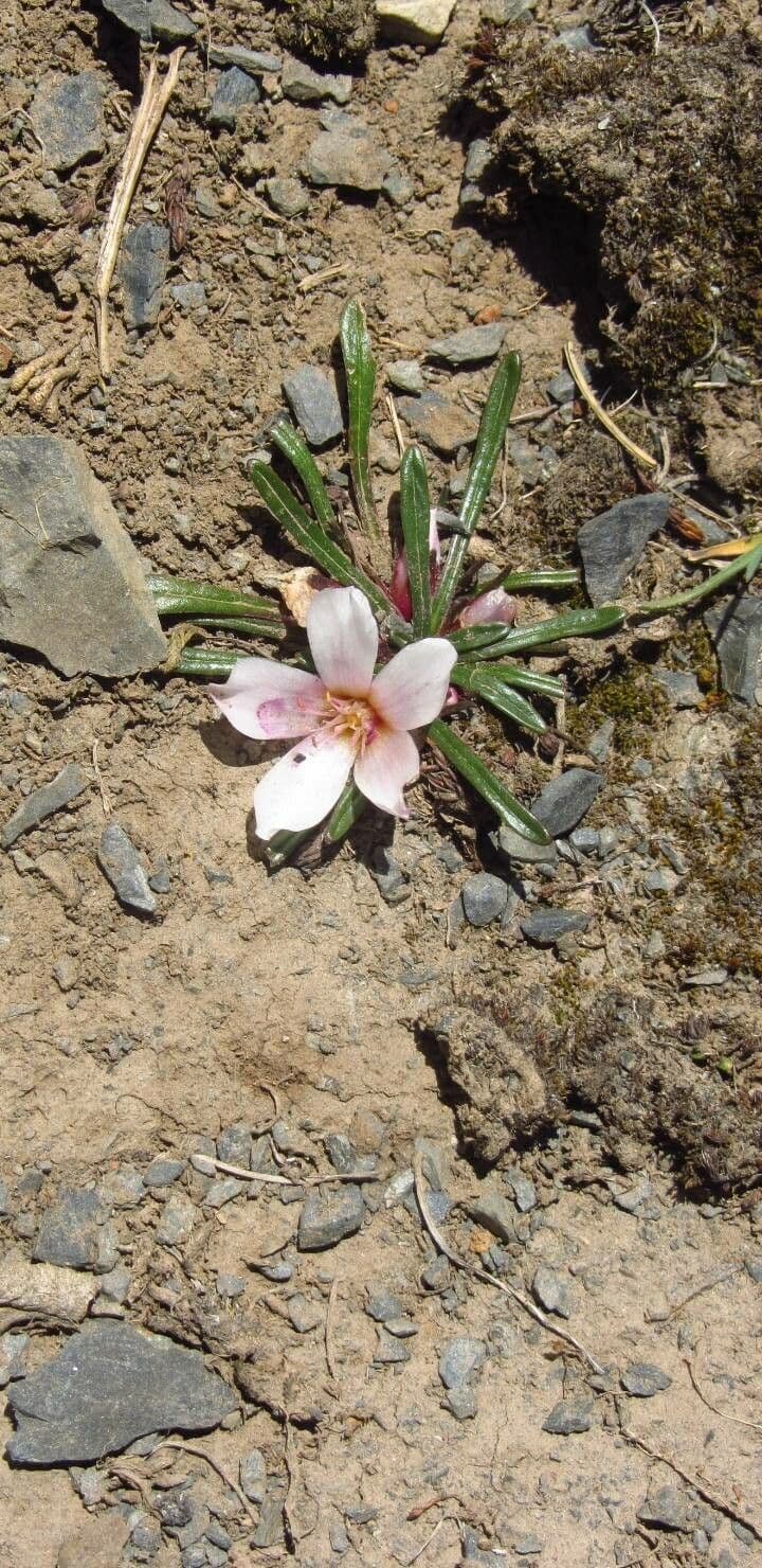 Calandrinia acaulis 8