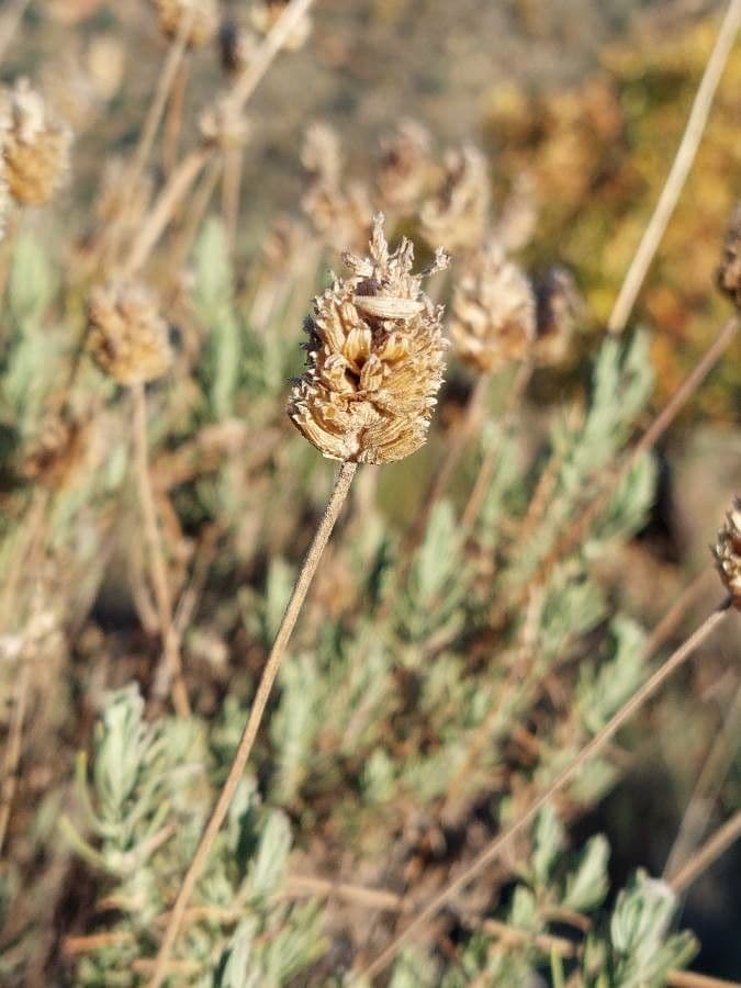 Lavanda selvatica 24