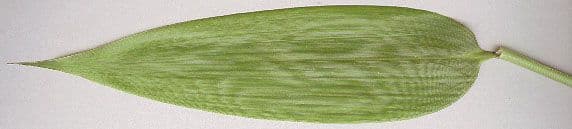 Bambù palmata 10