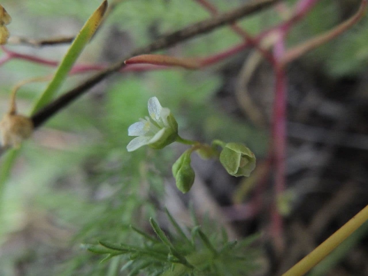 Montia lineare 4
