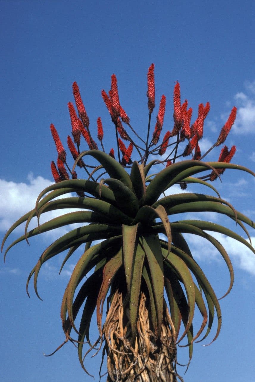 Aloe