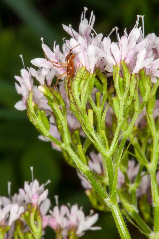 Valeriana trifogliata 24