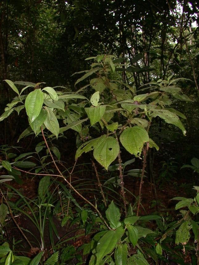 Miconia 8
