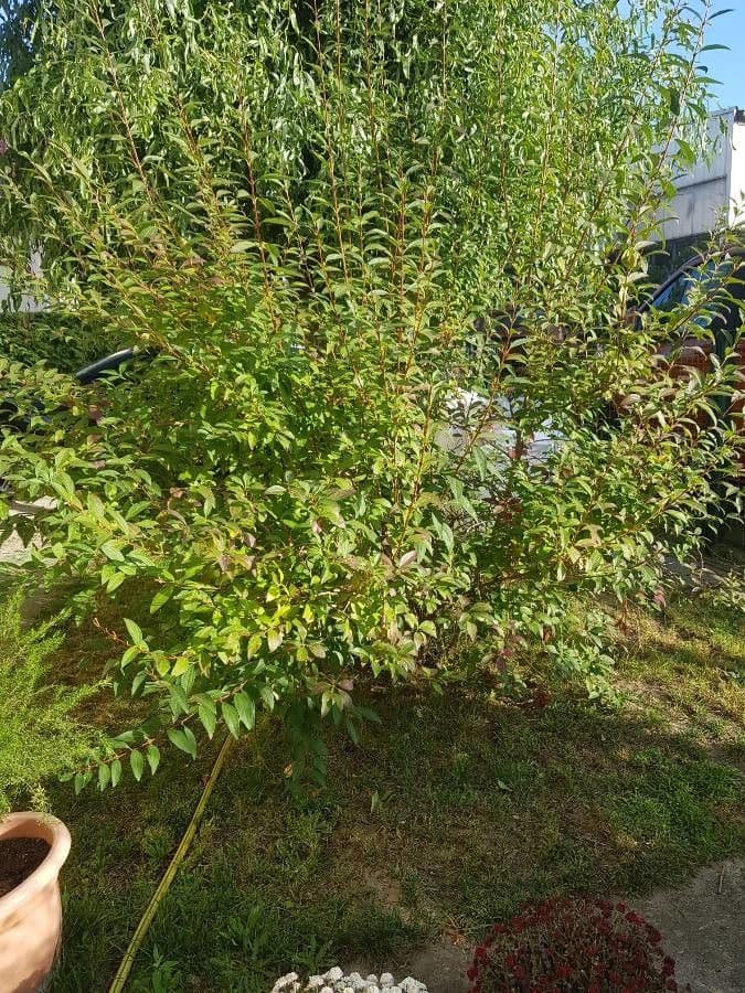 Forsythia pendula 24