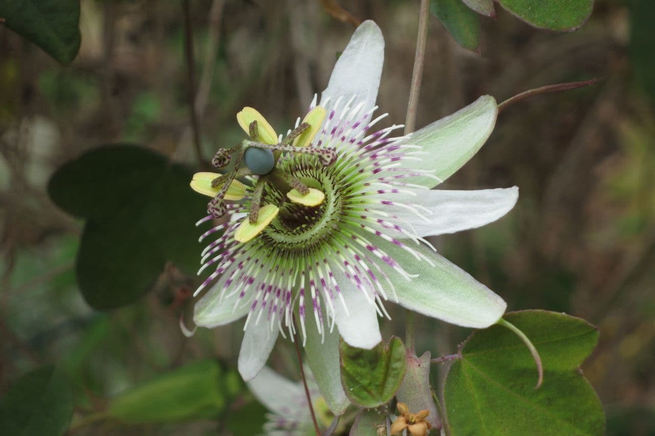 Passiflora 4