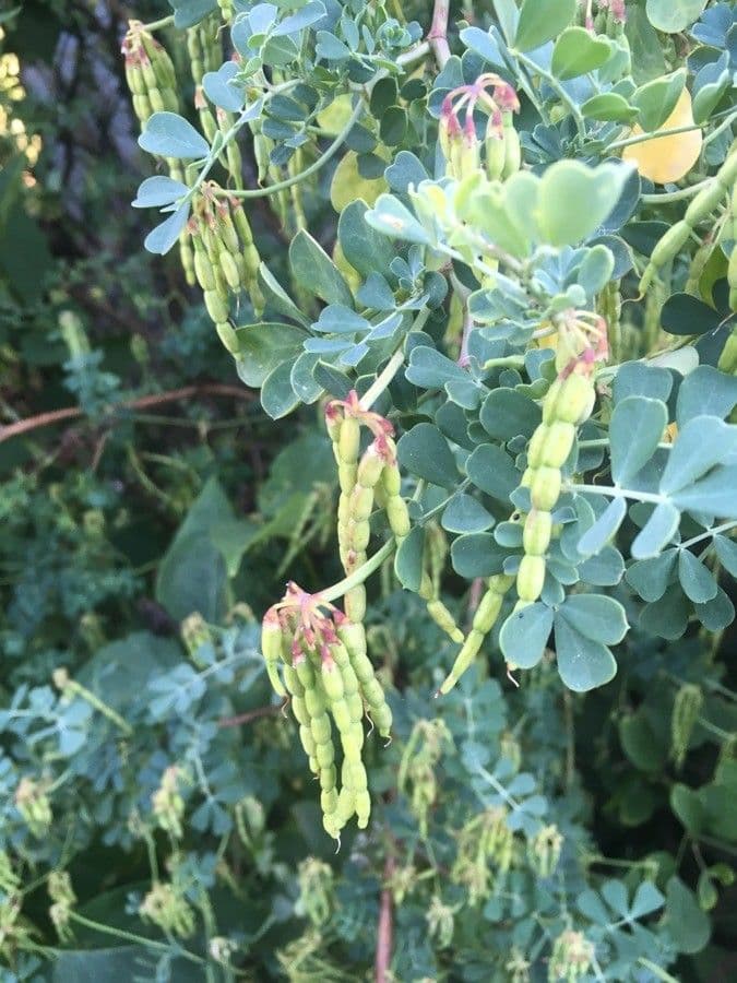 Coronilla valentina 3