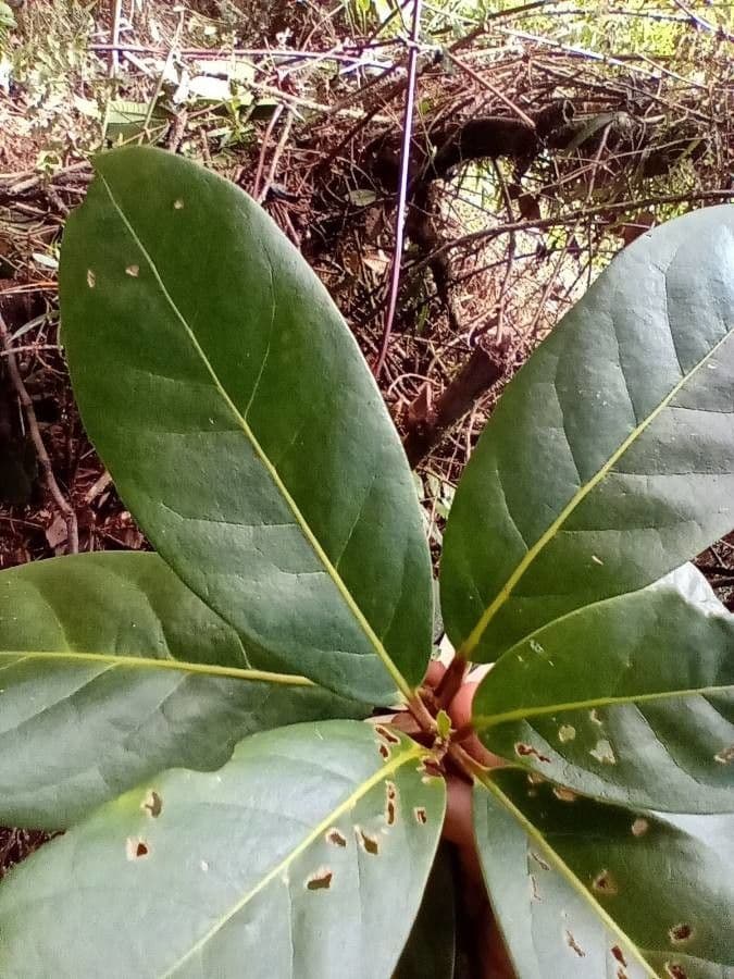 Beilschmiedia