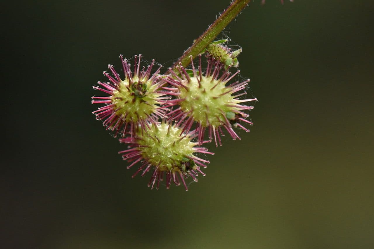 Acaena 3