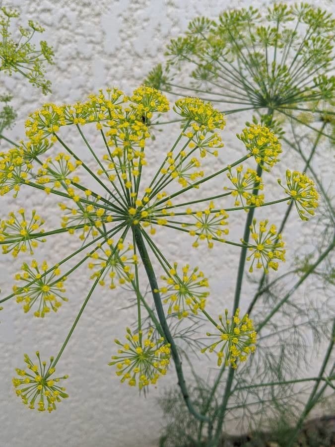 Dill 6