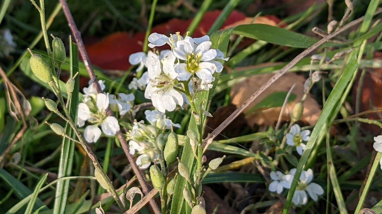Alisso bianco 17