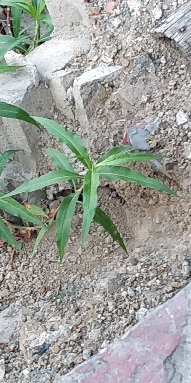 Persicaria 11