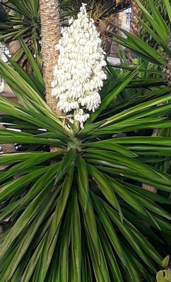 Bajonett-Yucca 8