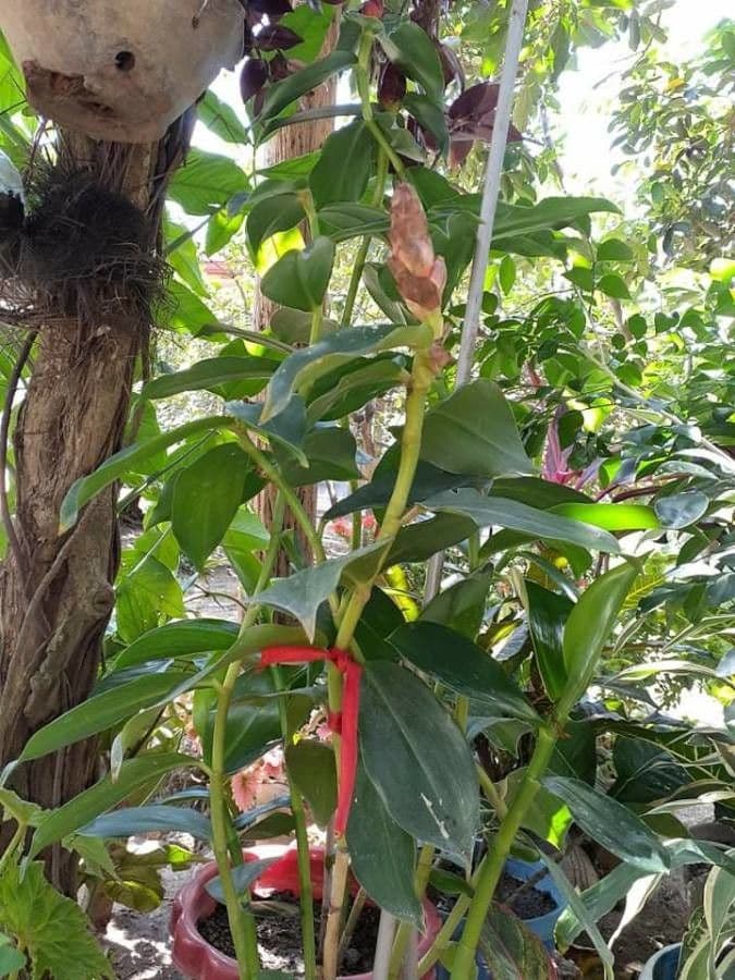 Costus 15