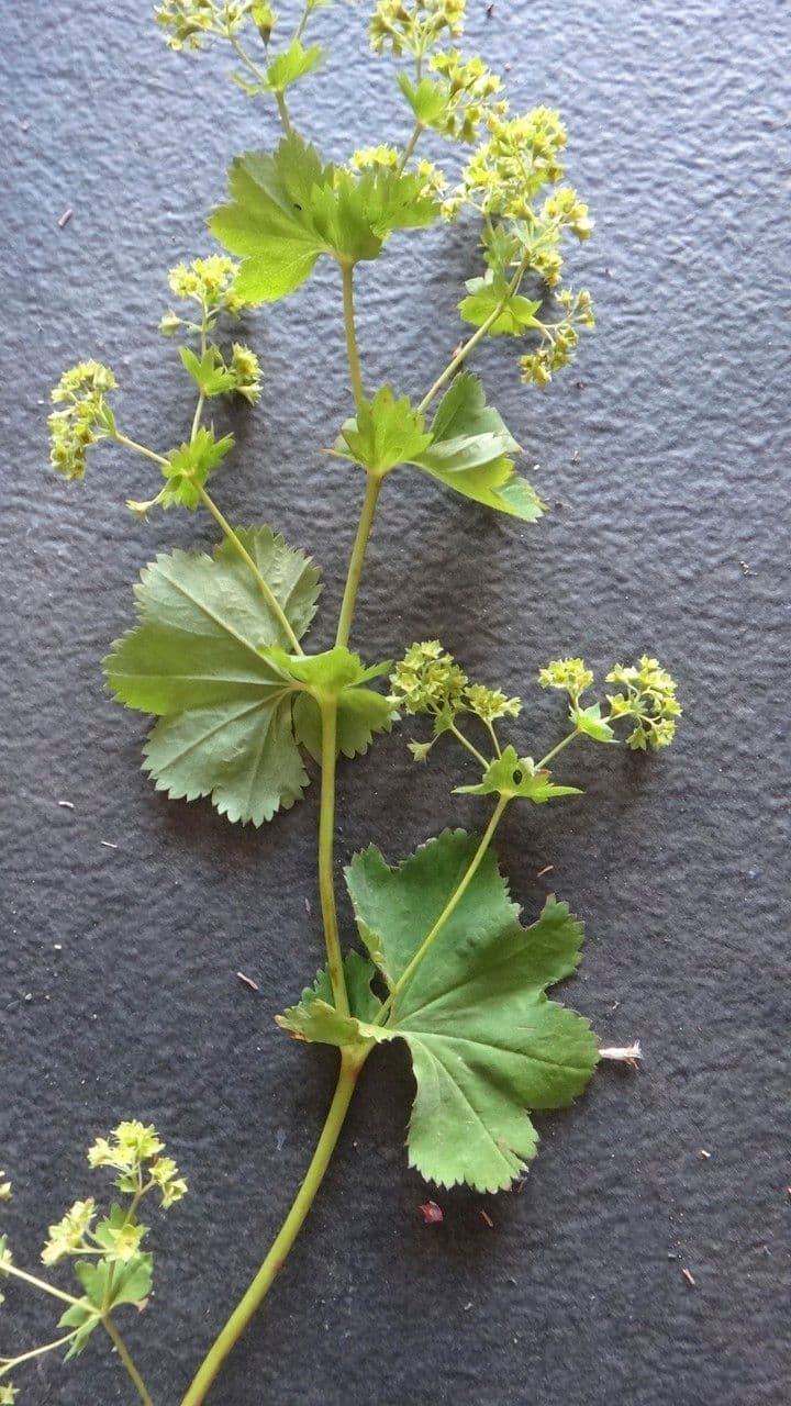 Alchemilla glabra 12