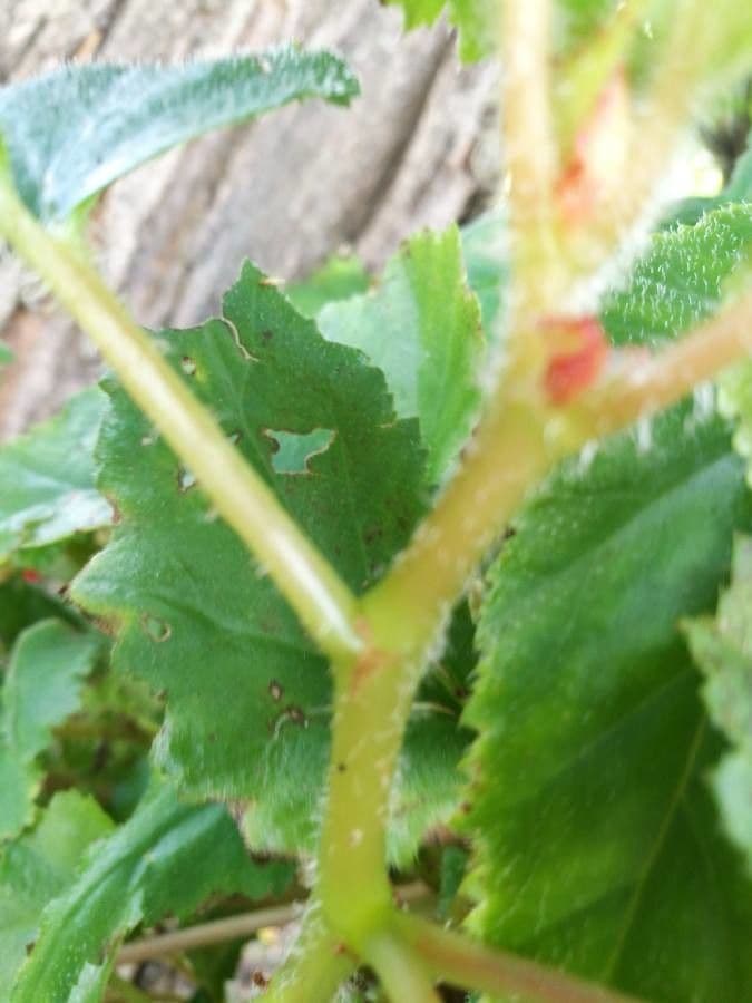 Begonia boliviana 20