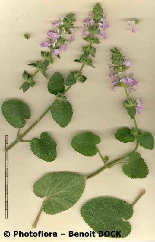 Santoreggia sinuosa 14