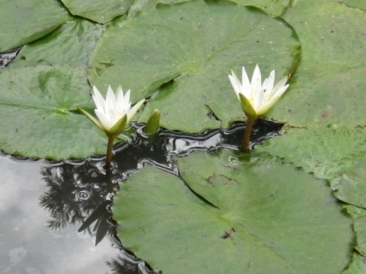 Breitblättrige Seerose 12