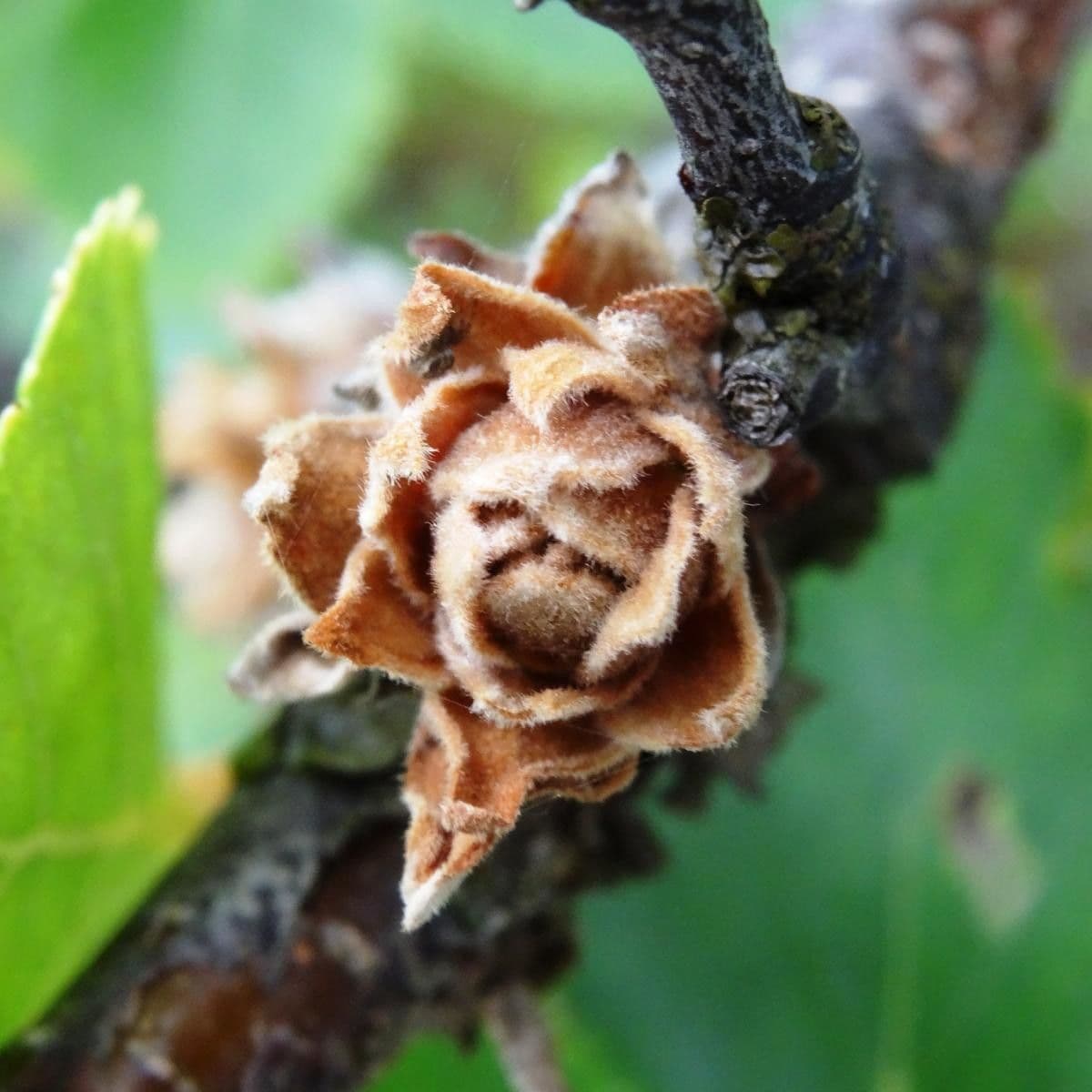 Betula humilis 2