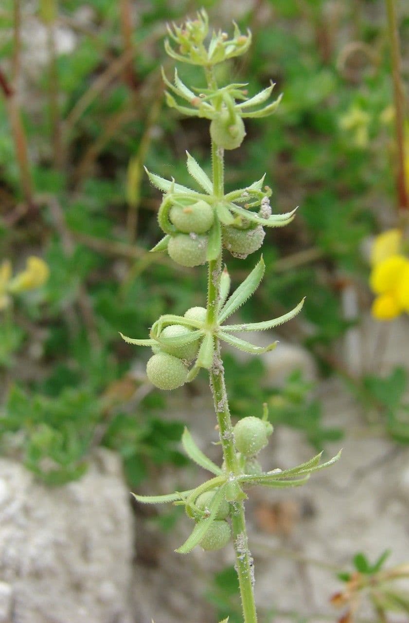 Corn-cleavers