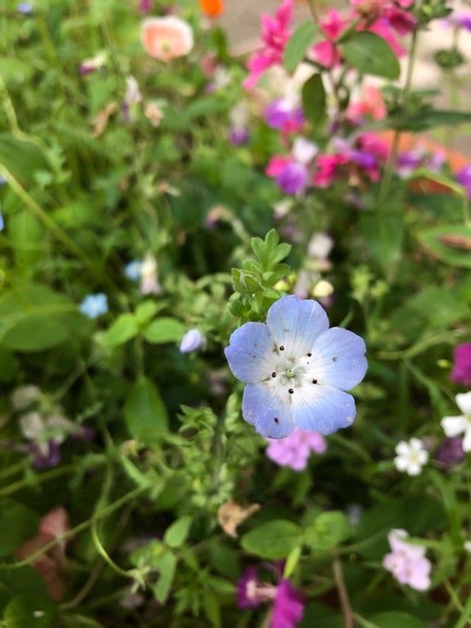 Ojos azules de bebé 3