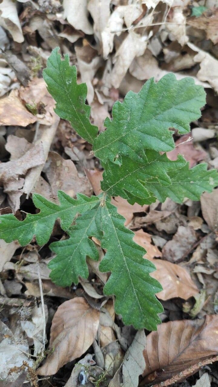 Quercia 8