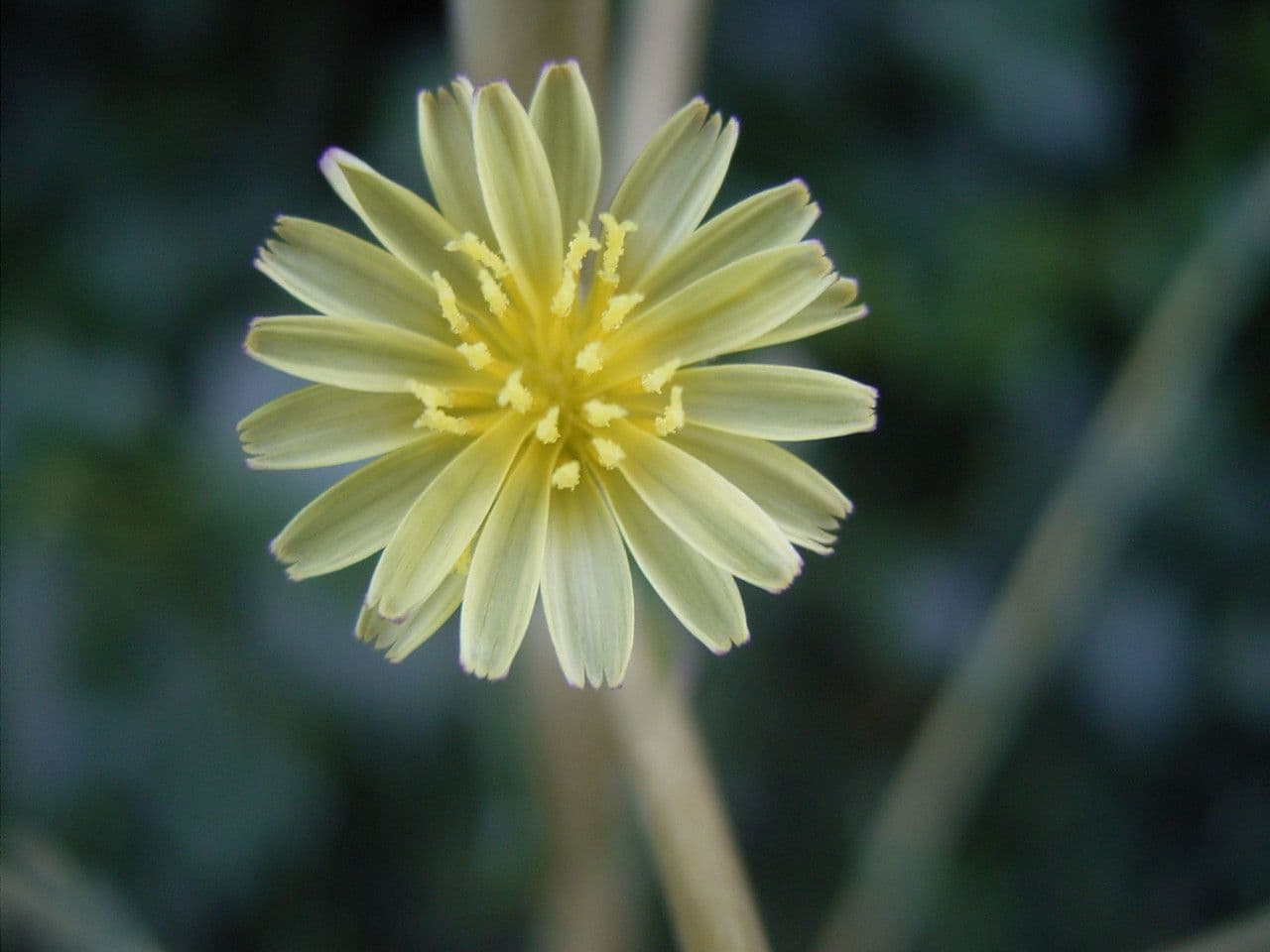 Lattuga selvatica 8