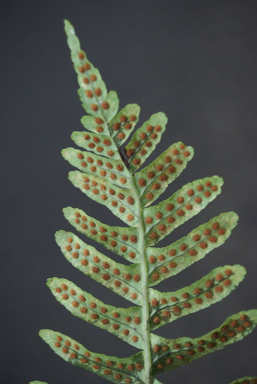 Polypode intermédiaire 20