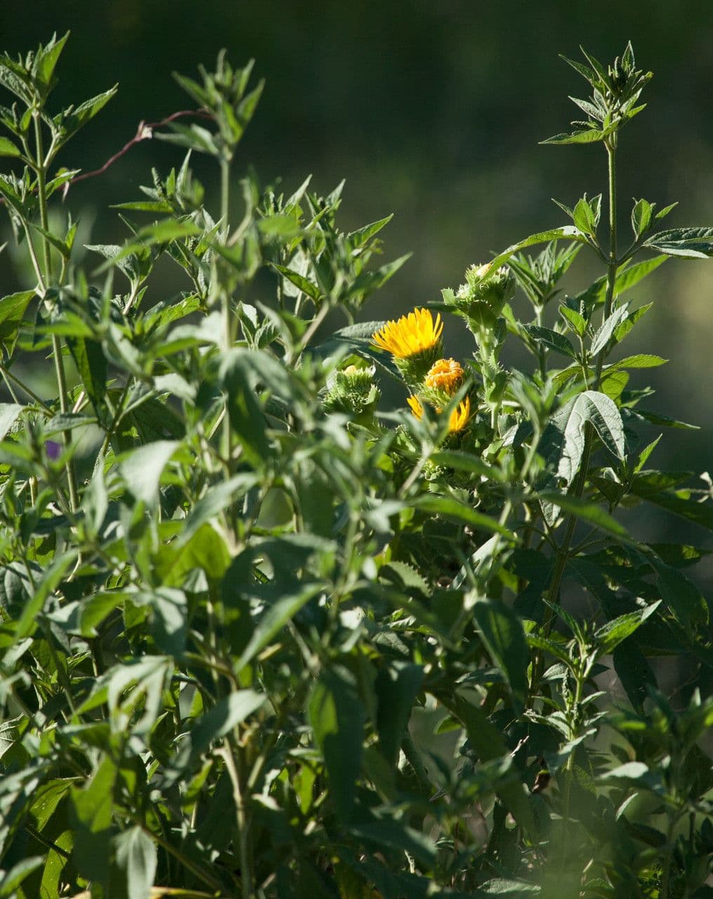 Grindelia 12
