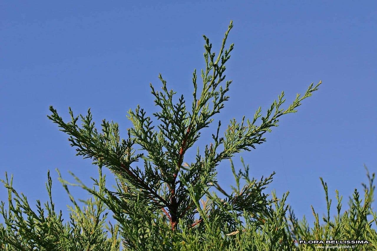 Northern white-cedar 27