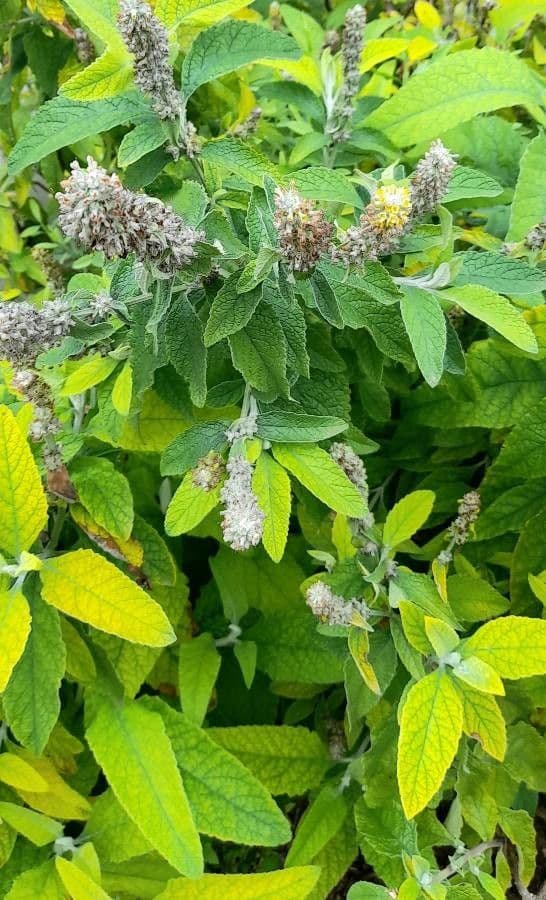 Buddleja stachyoides 9