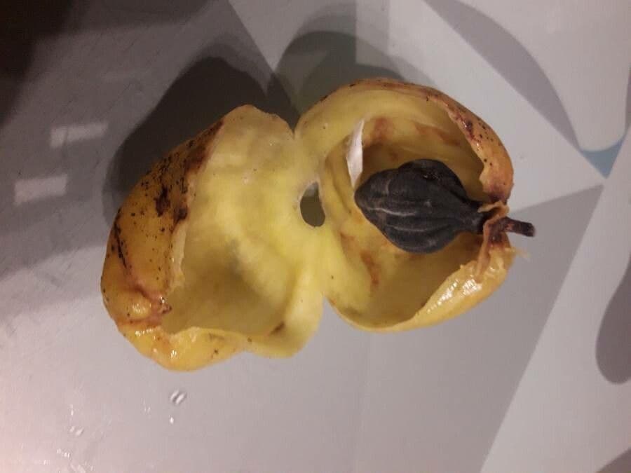 Hernandia