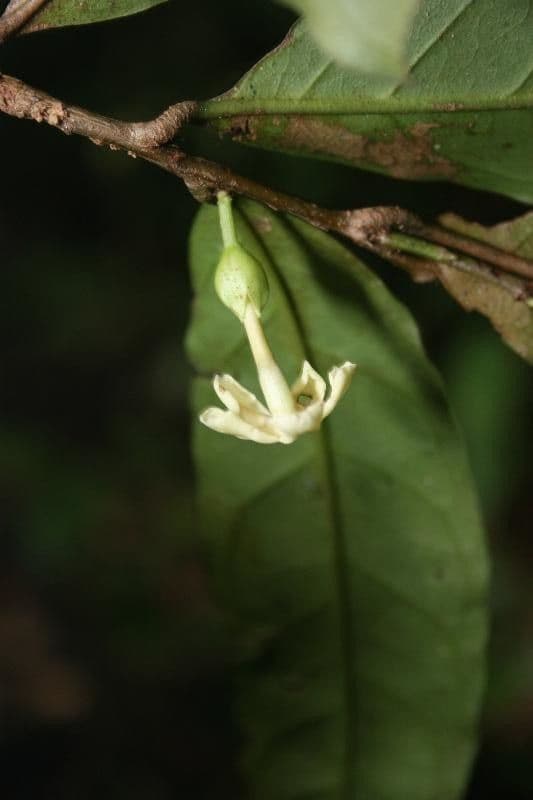 Drypetes variabilis 3