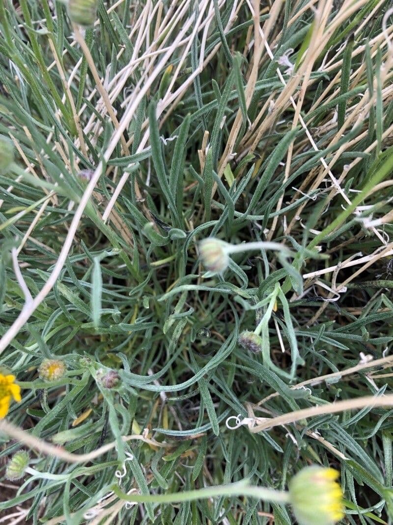 Erigeron 12