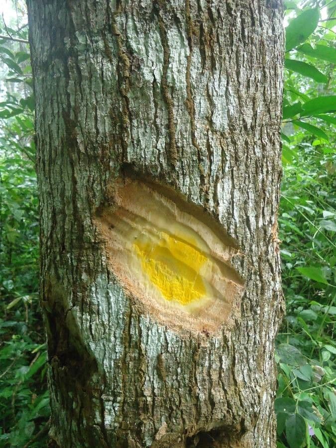 Morinda lucida 3