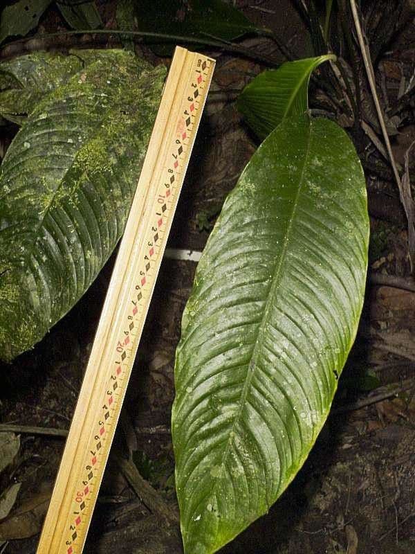 Zamiokulkas gładki 3