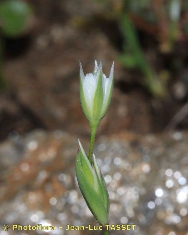 Moenchia erecta