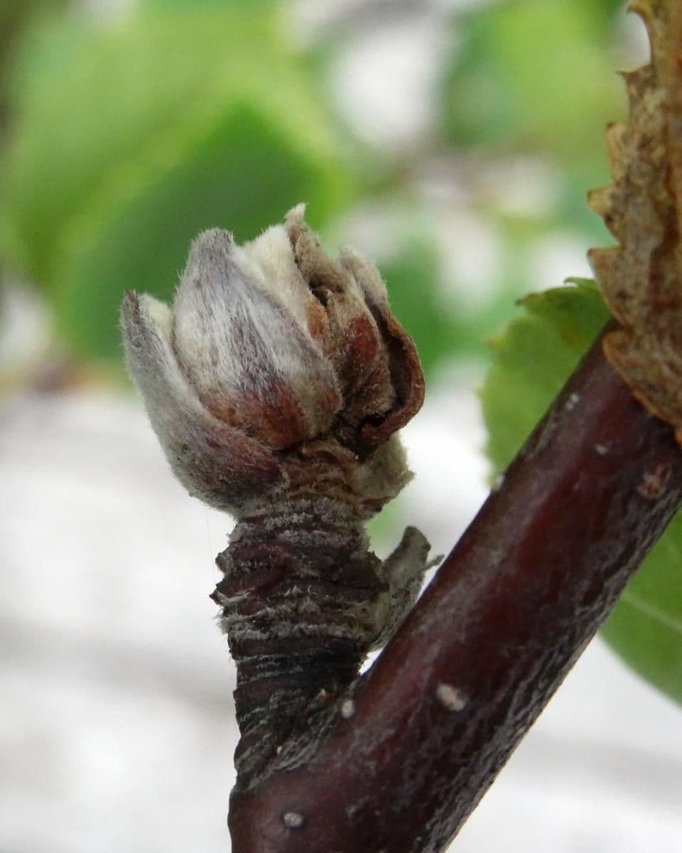 Betula humilis 4