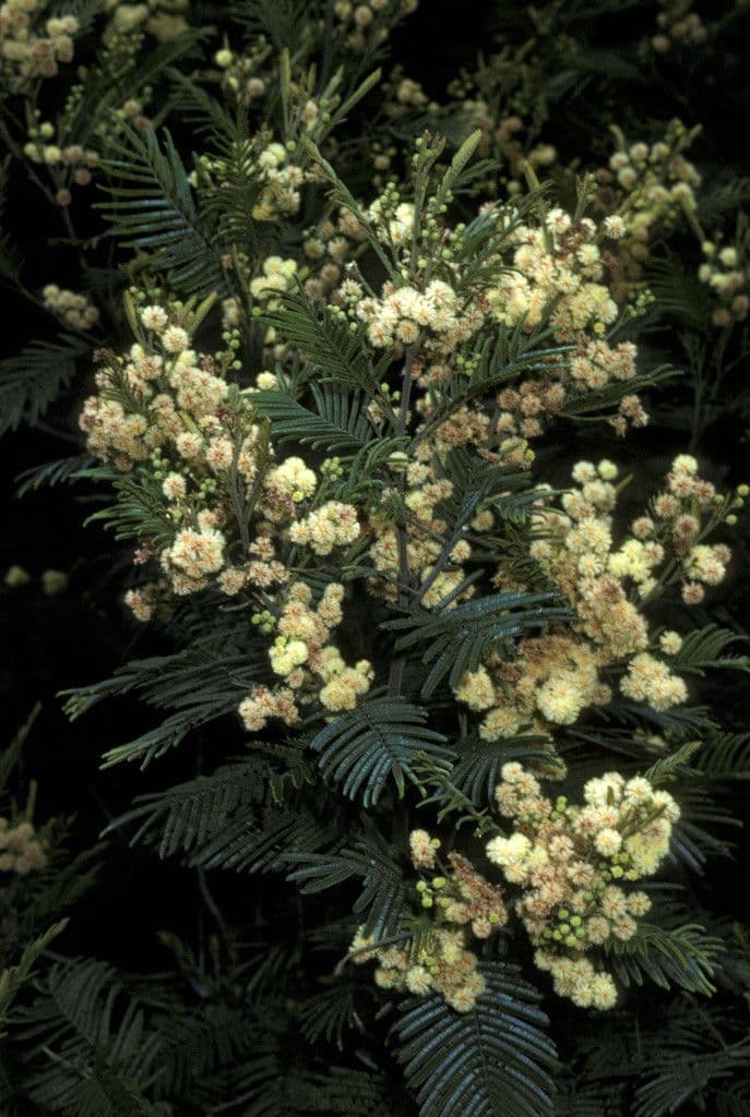 Grüne Wattle 4